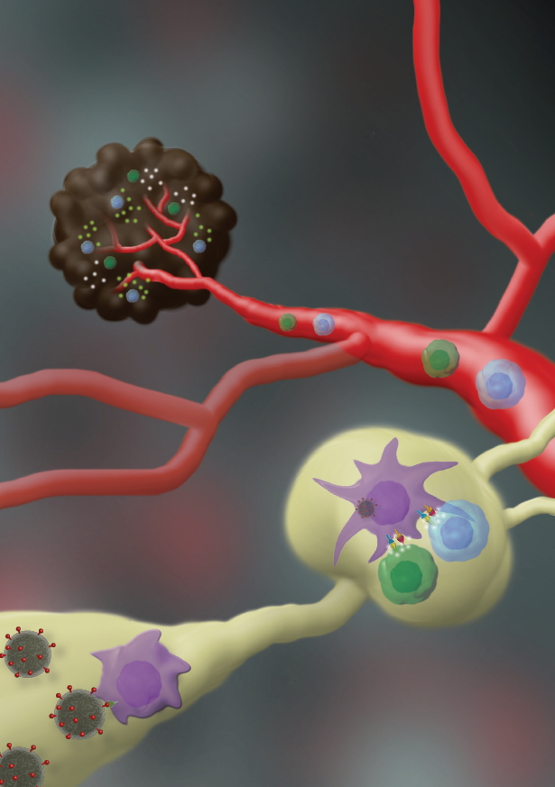 Mecanismo de acción de la nano vacuna: luego de la inyección de la vacuna, la nano partícula se introduce en las células del sistema inmunológico, activa las células T y eso hace que identifiquen y maten a las células del cáncer de piel (Ilustración: Galia Tiram).