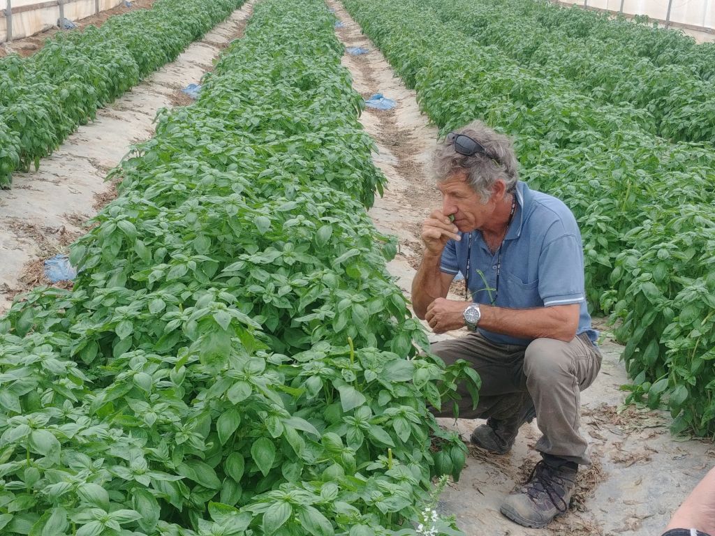 Inon Rozenblum del moshav Naaama con sus hierba Inon Rozenblum del moshav Naaama con sus hierbas