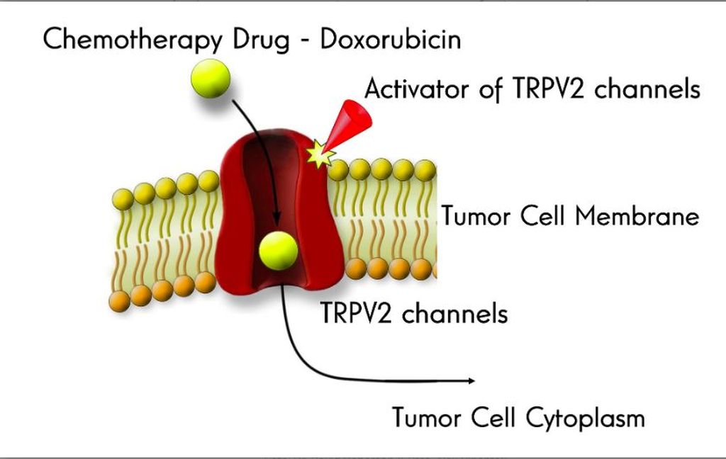 La proteína TRPV2 en acción Foto: Dr. David Roberson & Prof. Alex Binshtok