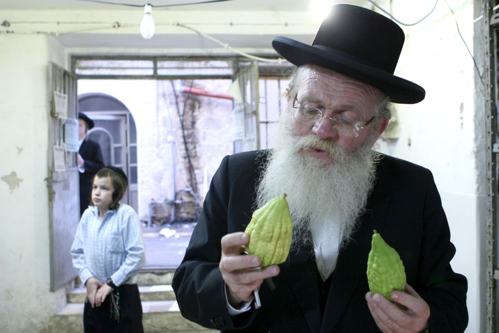 Se estudia cada etrog , uno por uno, para cerciorarse de que es kasher (Foto: Ariel Jerozolimski)