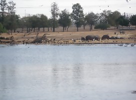zoologico de Ramat GAn