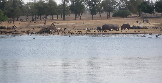 zoologico de Ramat GAn