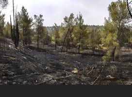 Así quedó el bosque Ben Shemen (Foto KKL)