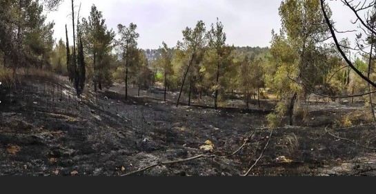 Así quedó el bosque Ben Shemen (Foto KKL)