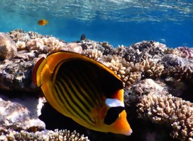 Israel y los árabes se unen para proteger arrecifes de coral