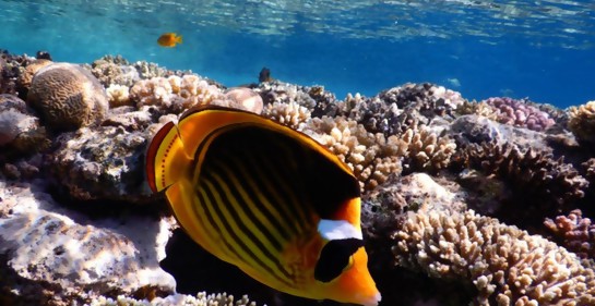 Israel y los árabes se unen para proteger arrecifes de coral