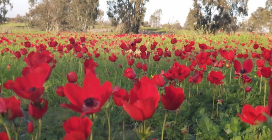 Los invitamos a ver por qué una multitud de israelíes colmó el sur, a pesar de la tensión