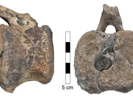 Enfermedad  encontrada en fósil de dinosaurio afecta a humanos aún hoy