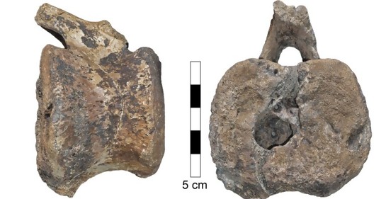 Enfermedad  encontrada en fósil de dinosaurio afecta a humanos aún hoy