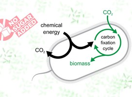La dieta más sostenible: Bacterias que cambian al consumir dióxido de carbono