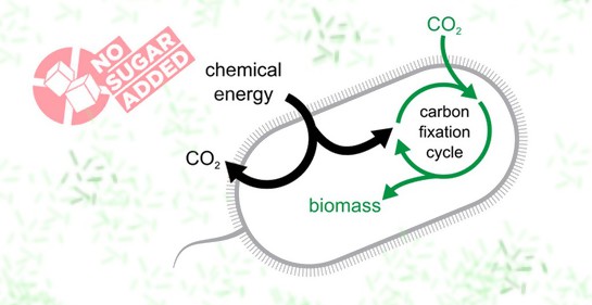 La dieta más sostenible: Bacterias que cambian al consumir dióxido de carbono