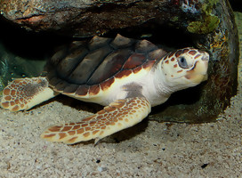 Tortugas bobas en peligro de extinción nacieron en Eilat