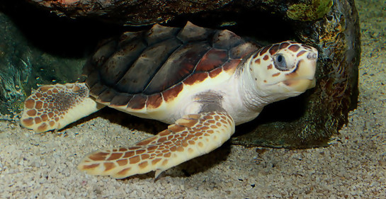 Tortugas bobas en peligro de extinción nacieron en Eilat