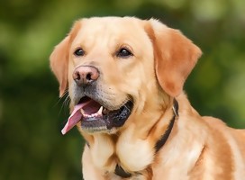 Labradores salvan vida con su olfato
