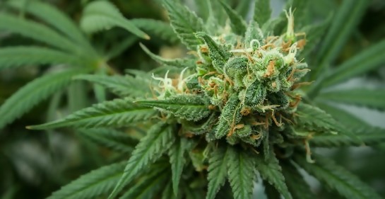 Empresa pionera israelí  de cannabis  medicinal puede exportar a Europa