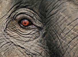 Descubren colmillo de elefante de hace medio millón de años en Israel
