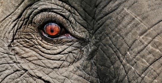 Descubren colmillo de elefante de hace medio millón de años en Israel