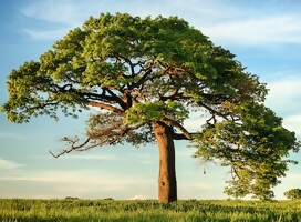 Tu BiShvat: ¡Todo lo que necesitas saber!