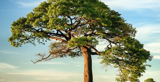 Tu BiShvat: ¡Todo lo que necesitas saber!